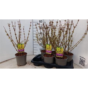 Forsyth In Spectabil