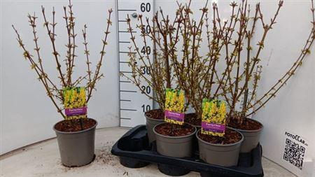 <h4>Forsyth In Spectabil</h4>