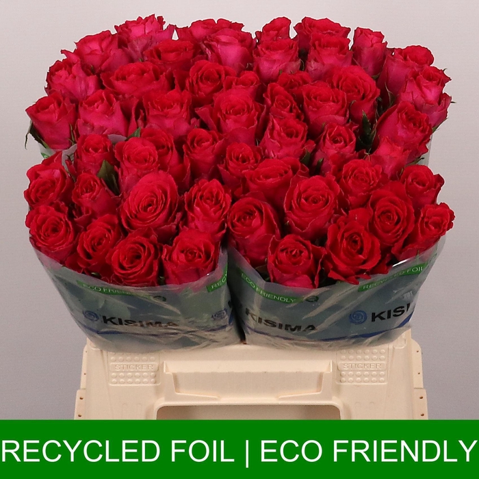 <h4>R GR MADAM CERISE</h4>