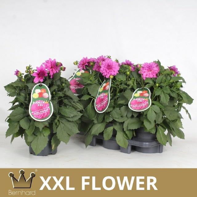 <h4>DAHL L MAG ROSE</h4>