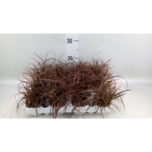 Uncinia rubra 'Everflame'