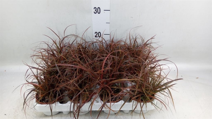 <h4>Uncinia rubra 'Everflame'</h4>