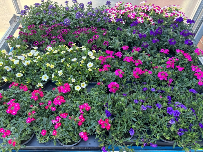 <h4>PERKPL MIXK</h4>