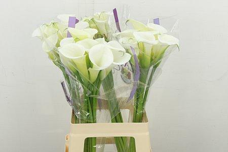 <h4>ZANT WHITE ART</h4>