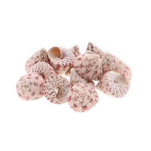 SHELL TROCHUS MACUL 1KG