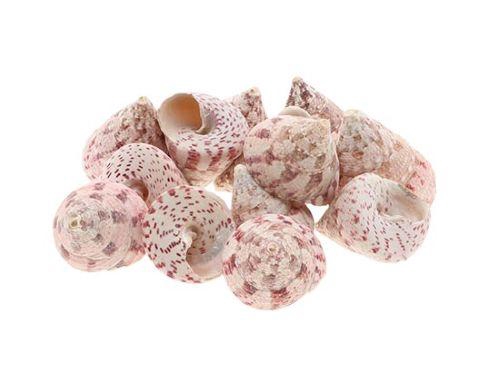 <h4>SHELL TROCHUS MACUL 1KG</h4>
