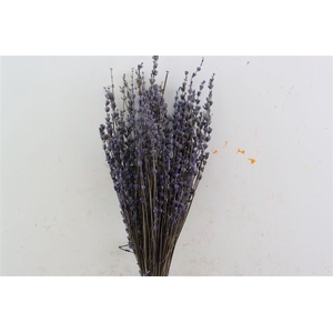 Pres Lavendel Light Blue Bunch Slv