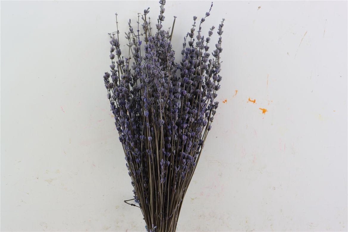 <h4>Pres Lavendel Light Blue Bunch Slv</h4>