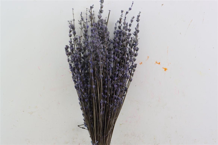 <h4>Pres Lavendel Light Blue Bunch Slv</h4>