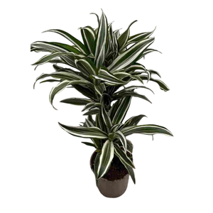 Dracaena overig
