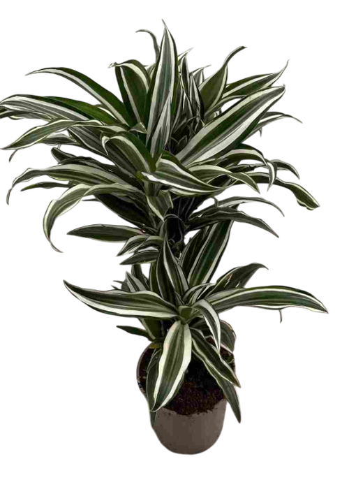 <h4>Dracaena overig</h4>