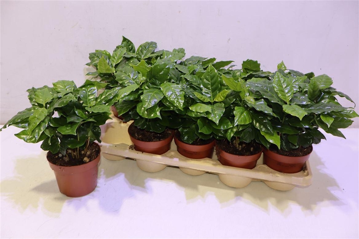 <h4>arr8 Coffea Arabica</h4>