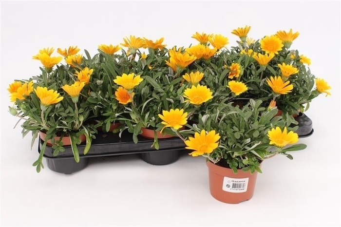 <h4>Gazania splen. 'Gelbe Jupiter'</h4>