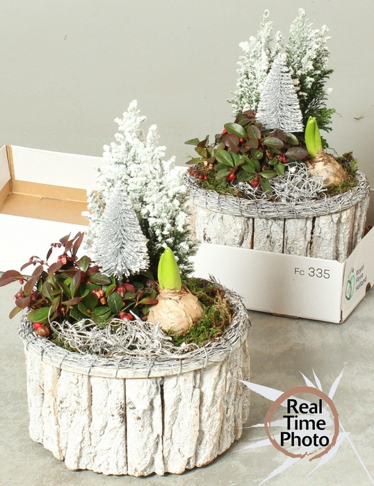 <h4>ARR TUINPLANTEN H%</h4>