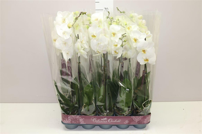 <h4>Phal Wit 1 Tak 9+</h4>