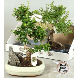 BONSAI GEM