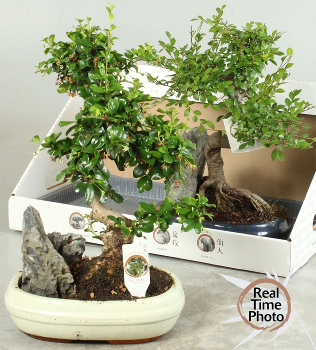 <h4>BONSAI GEM</h4>