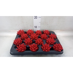 Echeveria  'Miranda'