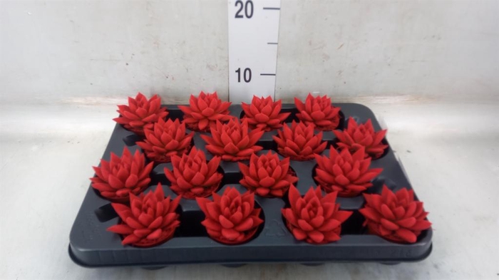 <h4>Echeveria  'Miranda'</h4>