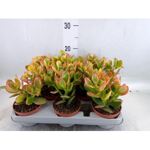 Crassula ovata 'Sunset'