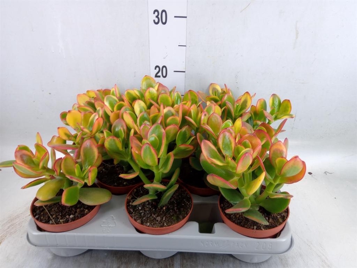 <h4>Crassula ovata 'Sunset'</h4>
