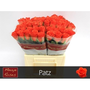 RS GR PATZ