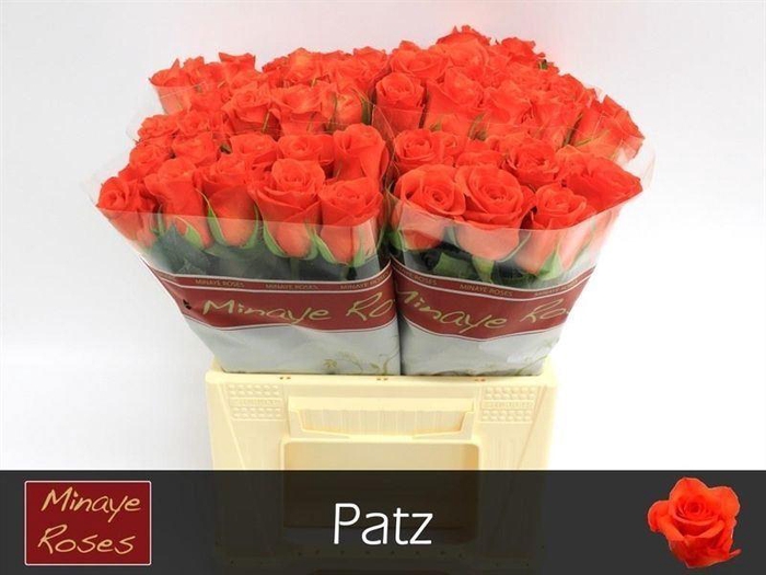<h4>RS GR PATZ</h4>