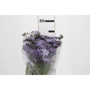 ACHILLEA LILAS