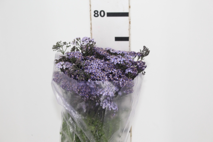 <h4>ACHILLEA LILAS</h4>