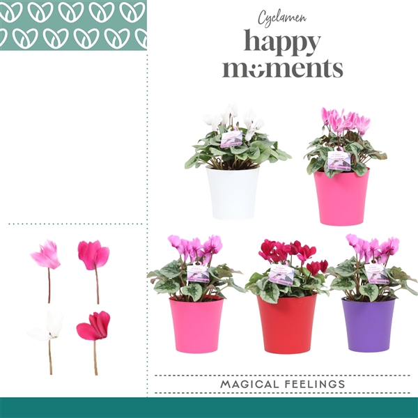 <h4>Cyclaam Magical Feelings in ompot Linge</h4>