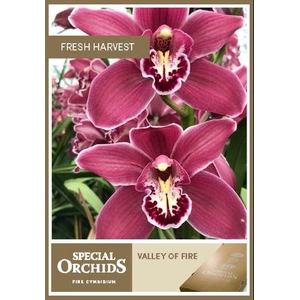 CYMB T VALLEY OF FIRE .