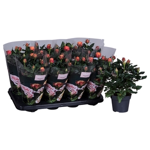 Nolina Roses Ø 13 cm Orange st. 0-1