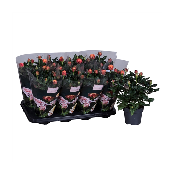 <h4>Nolina Roses Ø 13 cm Orange st. 0-1</h4>
