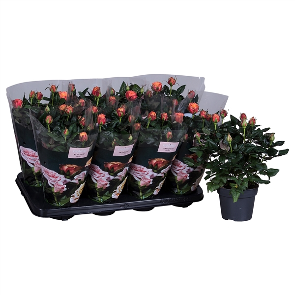 <h4>Nolina Roses Ø 13 cm Orange st. 0-1</h4>