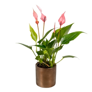 Anthurium 7 cm Lilli in Bella Keramiek