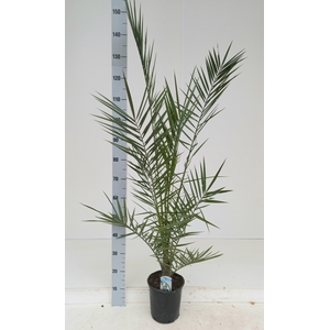 PHOENIX CANARIENSIS