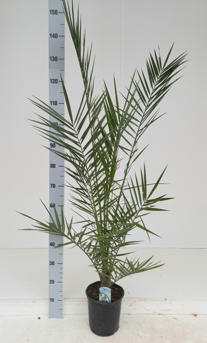 <h4>PHOENIX CANARIENSIS</h4>