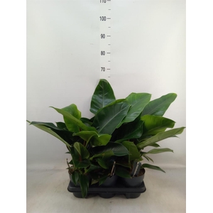 Philodendron  'Imperial Green'