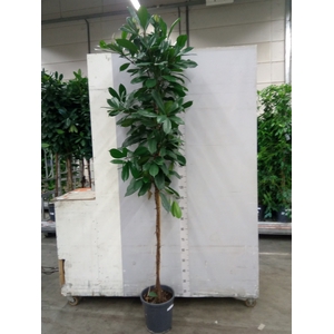 Ficus cyathistipula