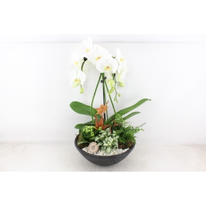 arr2 PL - Ebbi. white phal. paraplu