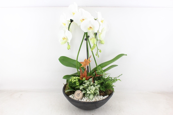 <h4>arr2 PL - Ebbi. white phal. paraplu</h4>