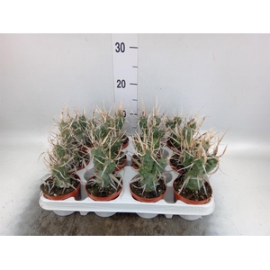 Tephrocactus articulatus