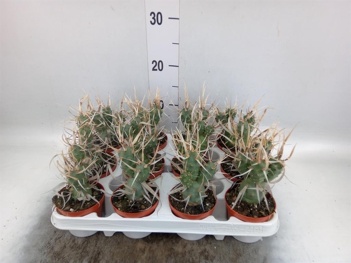 <h4>Tephrocactus articulatus</h4>