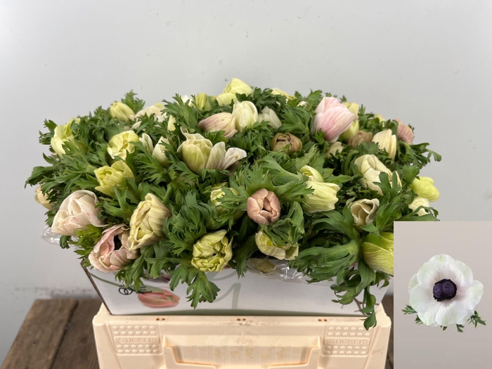 <h4>ANEM CO MAR PANDA</h4>