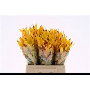 BROMELIABLOEM