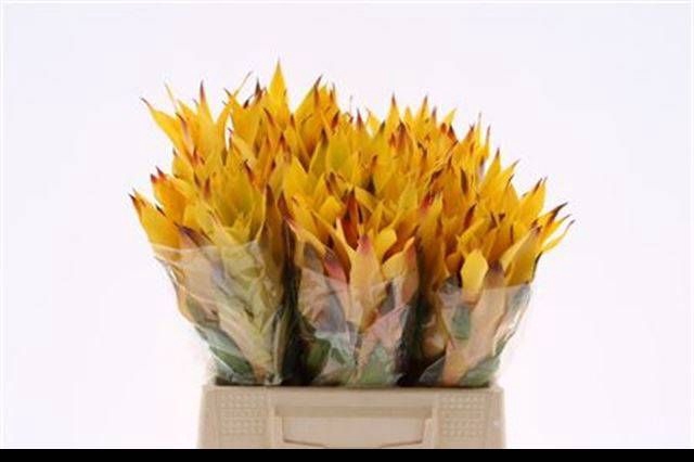 <h4>BROMELIABLOEM</h4>