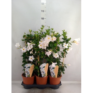 Mandevilla  'Sundavil White'