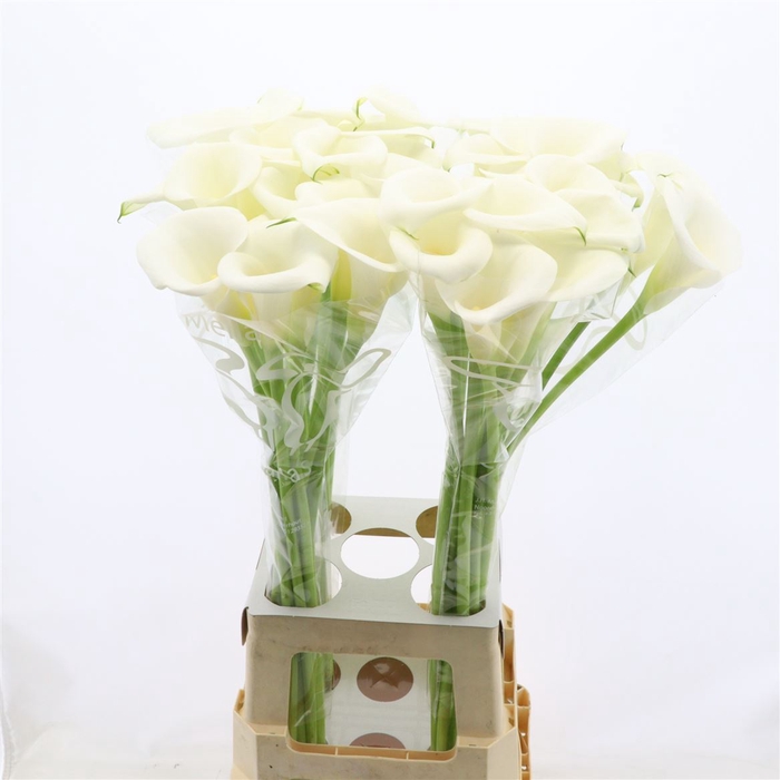 Calla Ivory Art