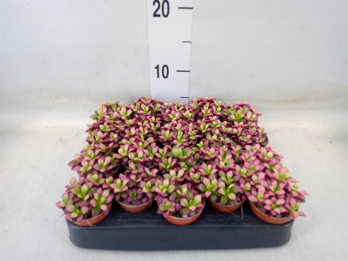 <h4>Succulents   ...</h4>