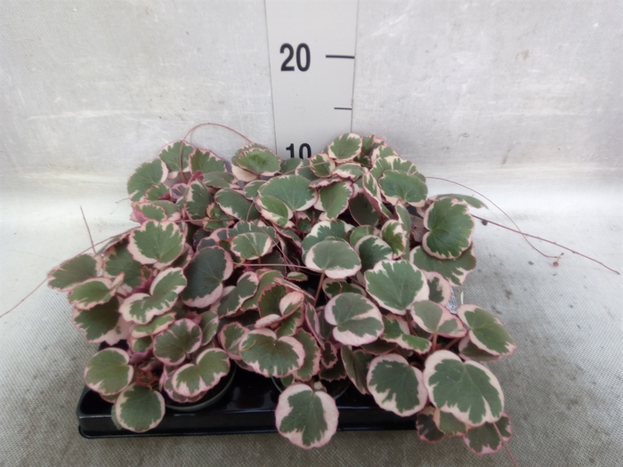 <h4>Saxifraga stol. 'Tricolor'</h4>